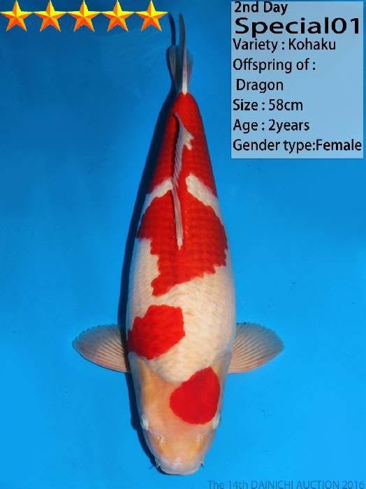 Một chú cá Koi được định giá vào khoảng 100.000 USD ở Nhật Bản