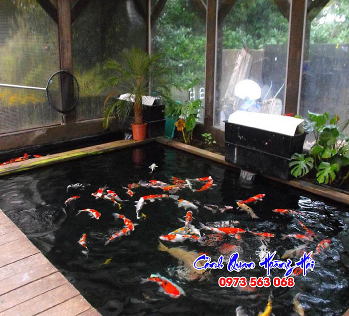 Hồ cá Koi trong nhà