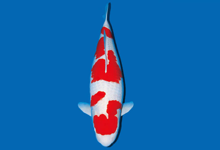 Cá Koi Nhật Bản KOHAKU