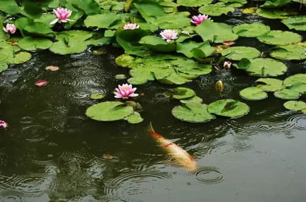 Hồ cá Koi trồng thêm hoa sen, hoa súng trong hồ